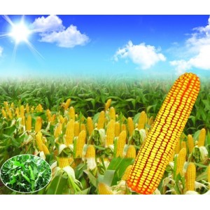 【大荔農場】玉米